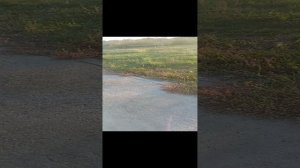 Серенаголовый часть 1