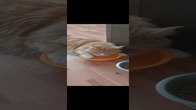 котик -водохлёб