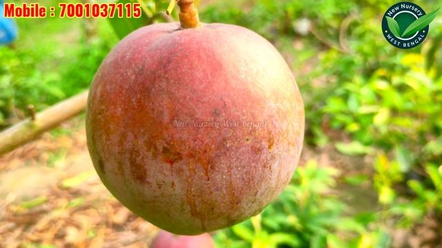 Tommy Atkins | Purple & Red Mango |World's Best Mango Varieties |New Nursery West Bengal смотреть онлайн
