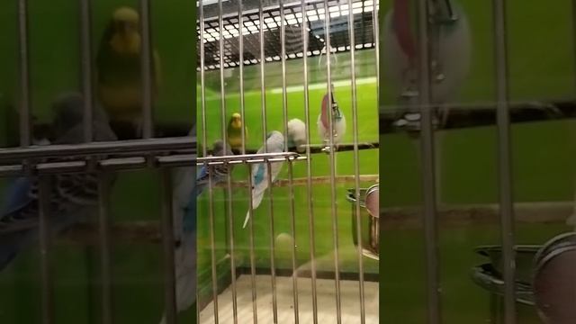 В магазине "Четыре лапки" продаются вот такие красивые птички 🥰 смотреть онлайн