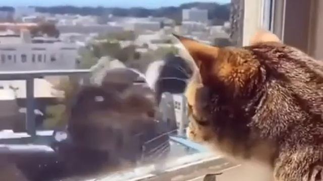 Кошка против птицы смотреть онлайн