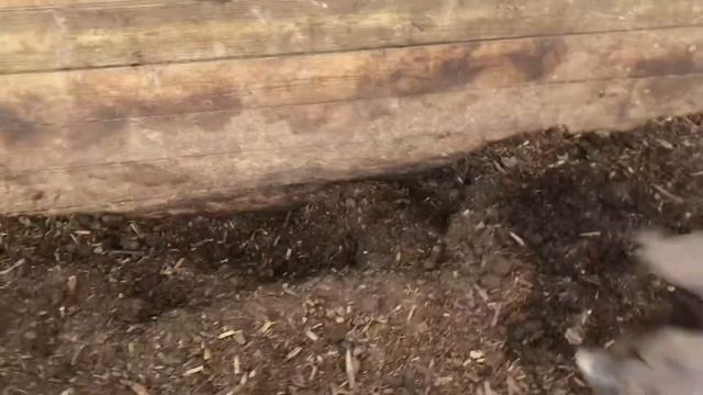 Pigs eating eggs смотреть онлайн