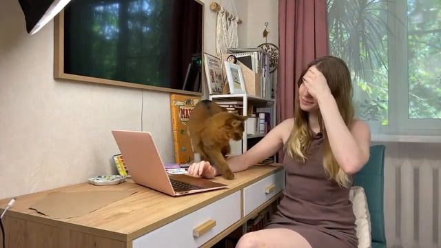 Смешная трансляция с кошкой смотреть онлайн