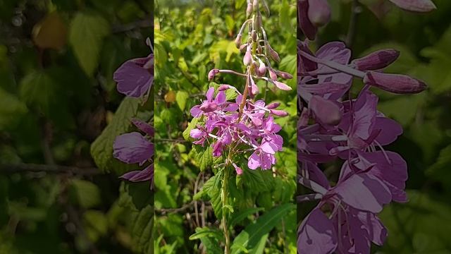 Иван-чай цветёт