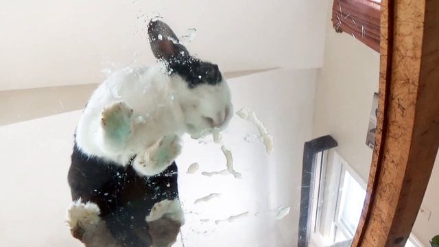 Rabbit eating apple sauce off glass table ASMR mukbang смотреть онлайн