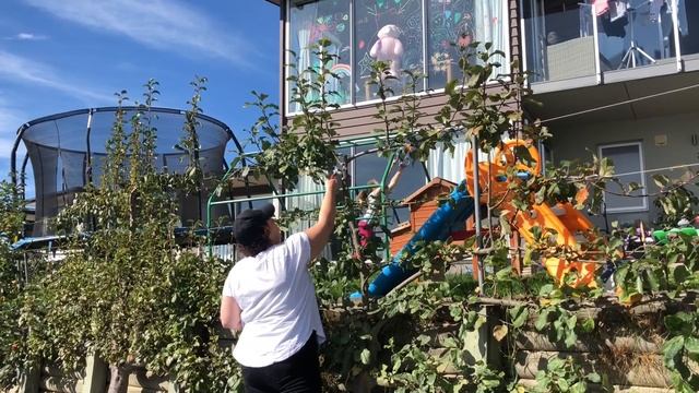 Summer espalier pruning for pear and apple trees смотреть онлайн