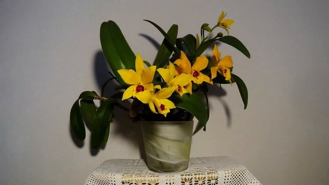 cattleya orchid 5 days timelapse смотреть онлайн