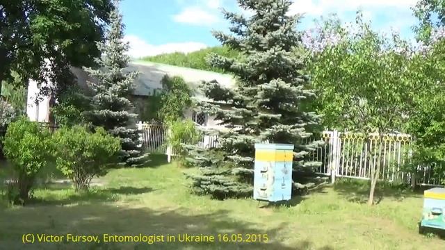 Пчеловоду: Музей Пчеловодства и Ульи в Институте Пчеловодства Киев Украина смотреть онлайн