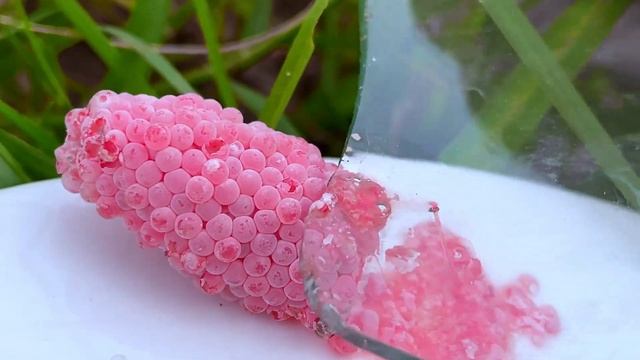 Invasive snail eggs crushed | Apple snail Eggs ASMR 🐌39 смотреть онлайн