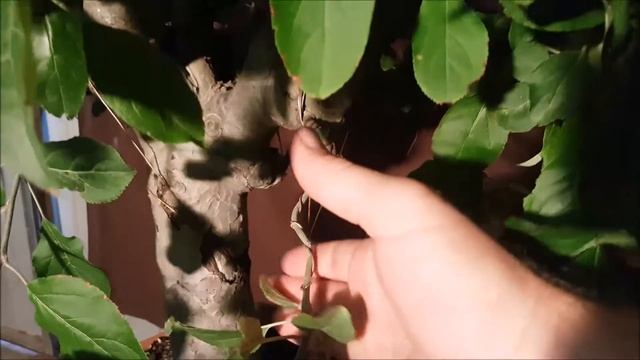 Bonsai Apple, Quince and crepe spring trim, Aussie bonsai bloke смотреть онлайн