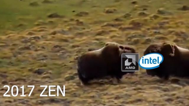 AMD vs INTEL Muskox CLASH meme смотреть онлайн
