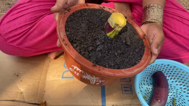Unique Skill Growing Eggplant with Apples Using Techniques New Growing Eggplant At Home смотреть онлайн
