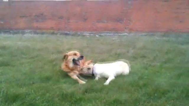 pancho y tula, hora y pico de carreras смотреть онлайн