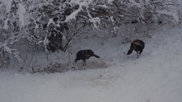 "ЗИМНЯЯ МИСС".'' WINTER MISS ' смотреть онлайн