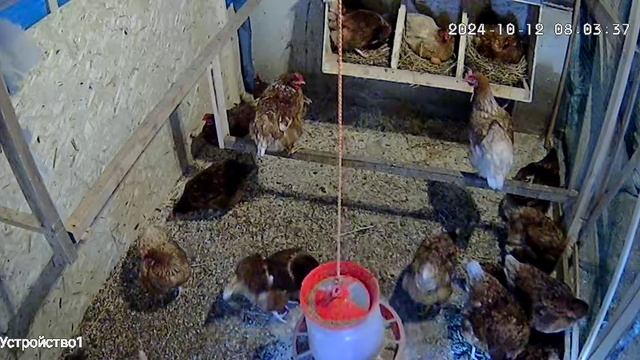 Курятник. смотреть онлайн