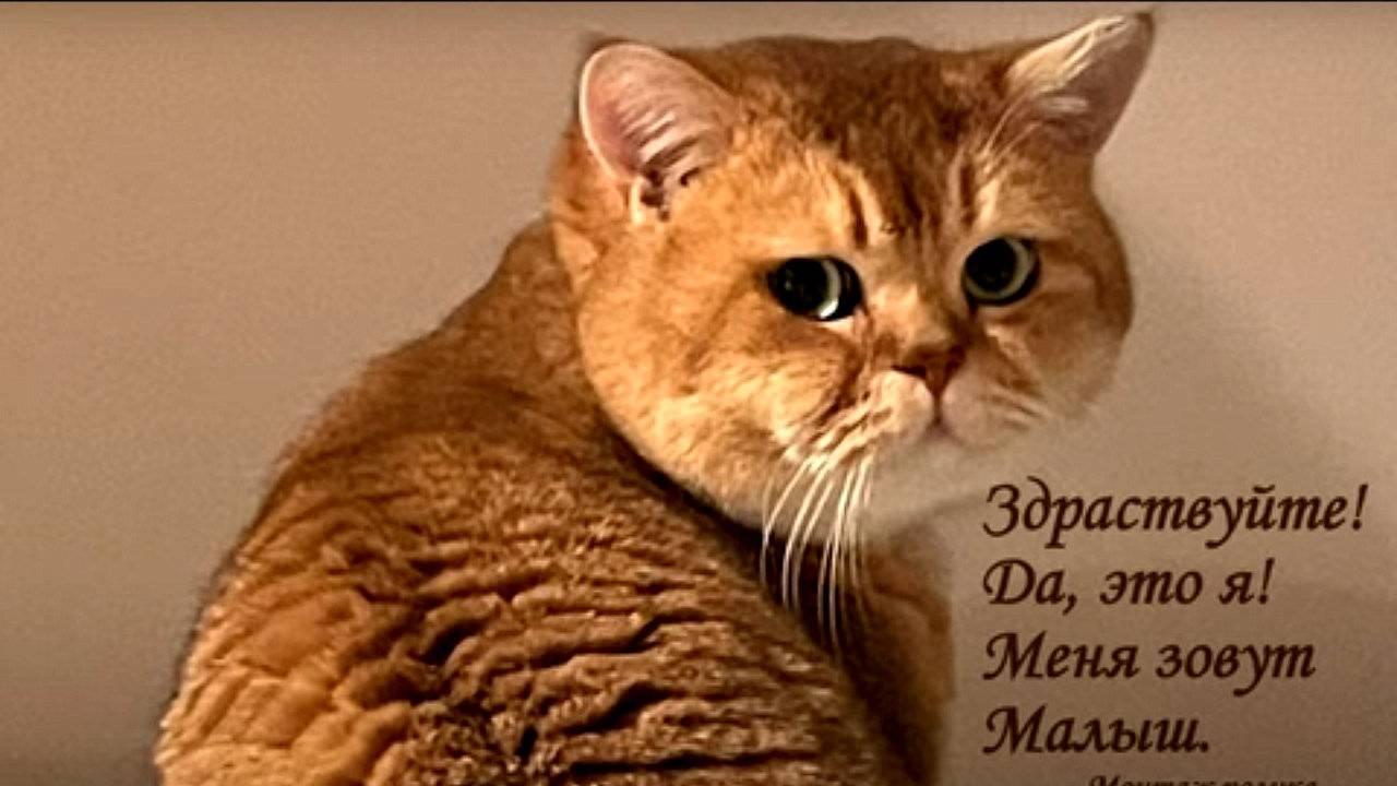 Здравствуйте! Да, это Я! Меня зовут Малыш смотреть онлайн