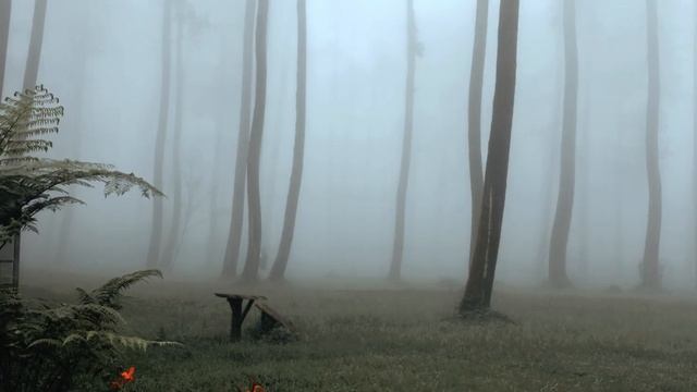 Kabut November | HDR Video Showcase | Captured With MotionCam Raw Video For Android