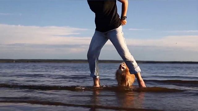 Мой умный шпиц смотреть онлайн