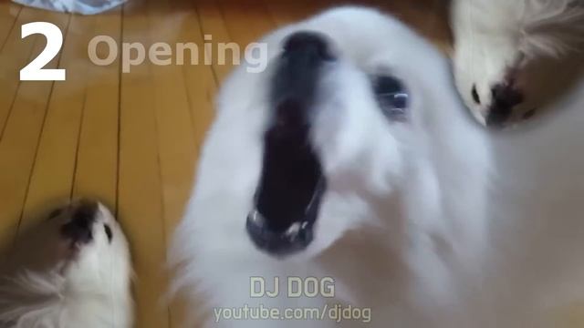 아이폰 벨소리 유명한 곡 2개 강아지 리믹스 IPhone Ringtone Marimba + Opening (Gabe The Dog Remix)