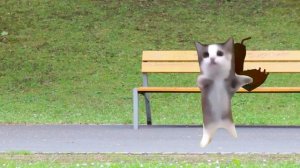 Banana Cat And Happy Cats Best Videos Compilation #bananacat #happycats