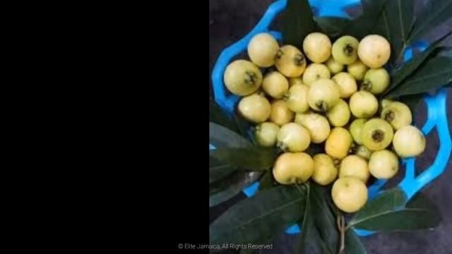 HEALTH BENEFITS of the Jamaican ROSE APPLE (Syzygium Jambos) смотреть онлайн