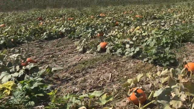 Apple Picking in Toronto смотреть онлайн
