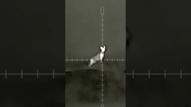 Охота на шакала продолжается смотреть онлайн