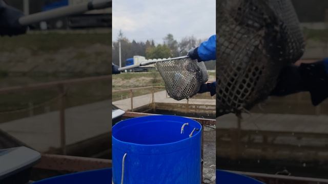 Запуск форели смотреть онлайн