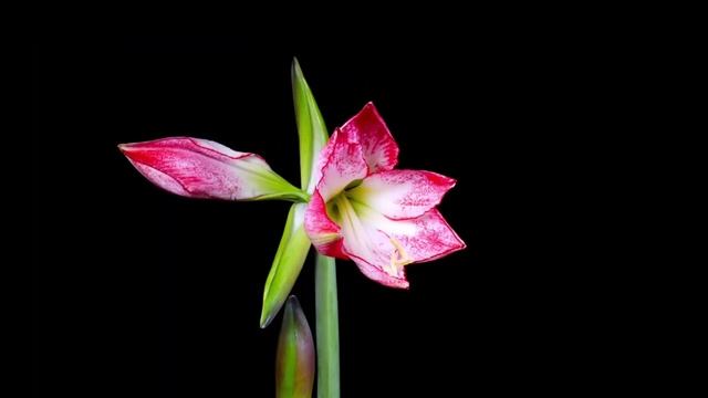 1920x1080 FULL HD VIDEO !! ULTRA HD !! 4K !! FLOWERS !! FLOWERS OPENING TIME LAPSE !! смотреть онлайн