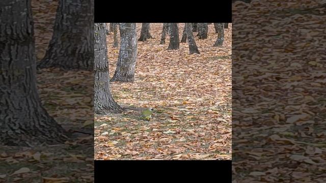 woodpecker смотреть онлайн