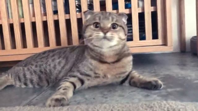 Silly cat dancing to Spike Jonze's Kenzo Ad смотреть онлайн