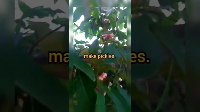 Water apple/Jambakka/asmr/Tasty fruit/Syzygium samarangense/The Taste of Cana смотреть онлайн