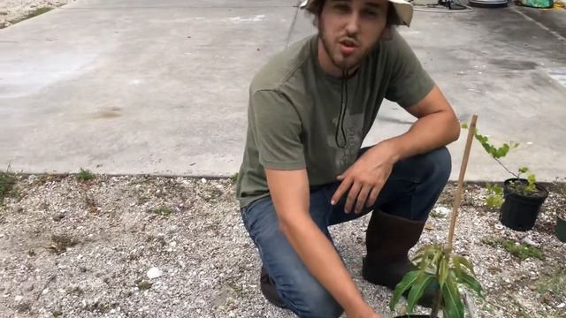 25 New Tropical Fruit Trees (Kwai Muk, Golden Sugar Apple, Jaboticaba + More) смотреть онлайн
