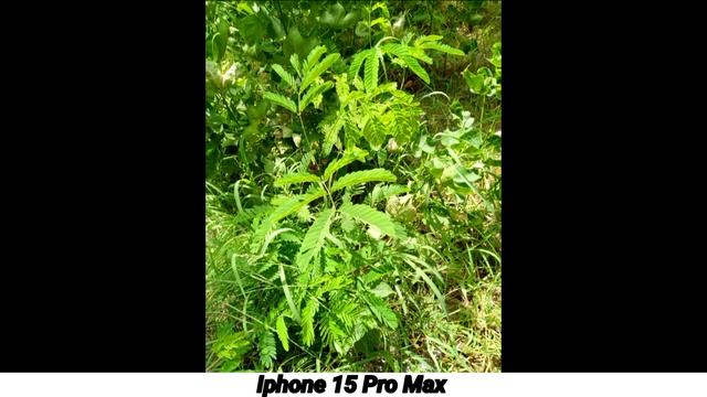 Iphone 15 Pro Max Vs Google pixel 7 Pro Camera Test смотреть онлайн