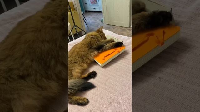 Правильно выбирайте свой путь #котики #смешныекошки смотреть онлайн