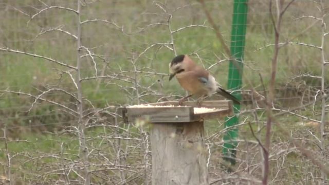 Сойка на кормушке. Garrulus glandarius смотреть онлайн