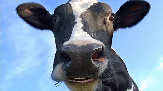 Talking Cow for iPhone and iPod смотреть онлайн