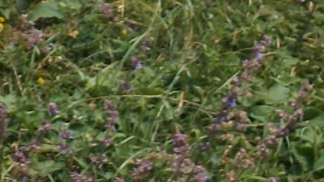 DSCN3372ЛОТОСЫ КИЗИНКА МОСТОВСКИЙ РАЙОН ИЮЛЬ 2020