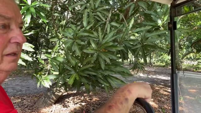 This Fruit Tree Forest Will Leave You Speechless смотреть онлайн