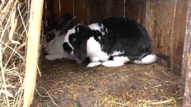 Как кролики делают это... с комментариями. Як трусы робяць гэта ... з каментарамі