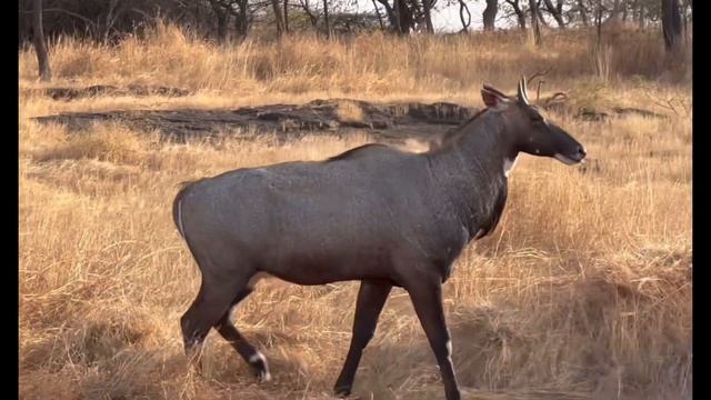 iPhone 14 Pro 4K Video - Gir National Park смотреть онлайн