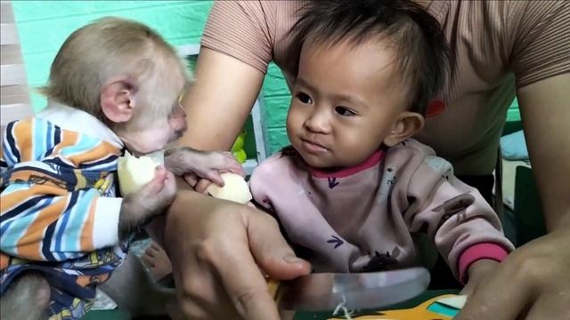 Baby Monkey Cutis Eats Apples With Her Sister, It's Delicious