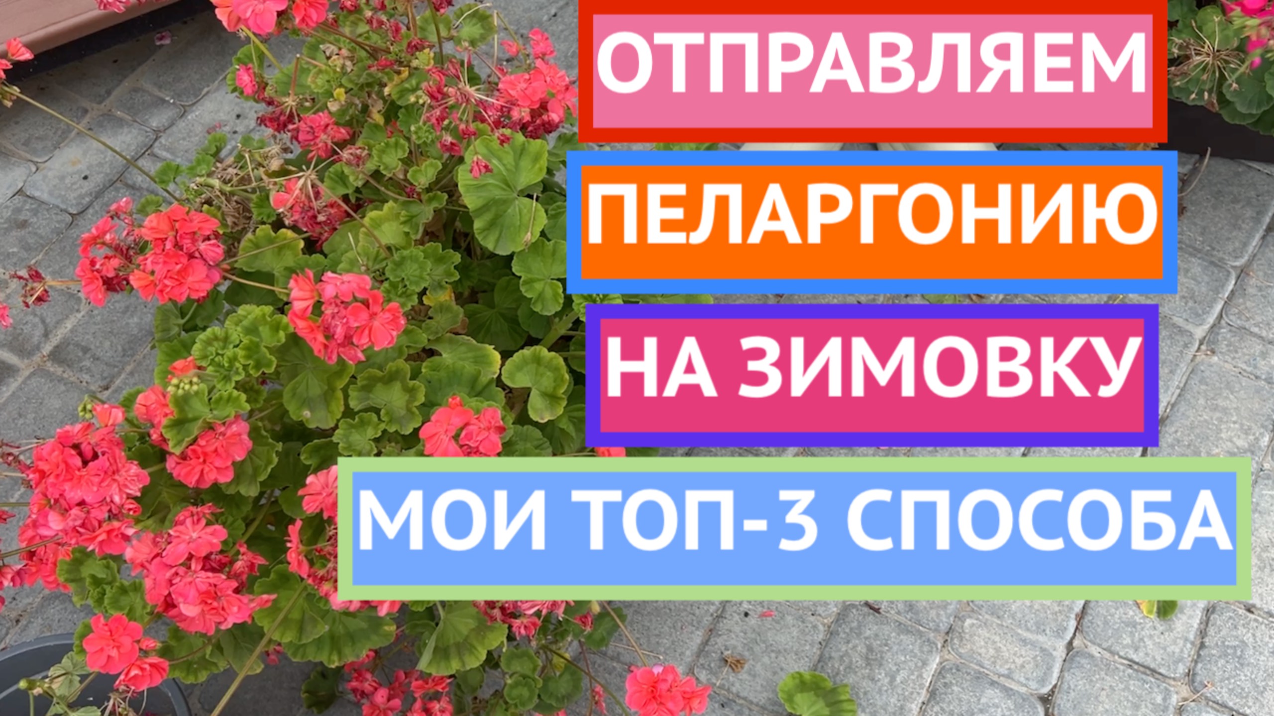 СДЕЛАЙТЕ ТАК И ВАШИ ПЕЛАРГОНИИ ТОЧНО ПЕРЕЗИМУЮТ! смотреть онлайн