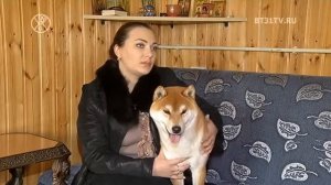 Особенности и характер японской породой собак СИБА ИНУ