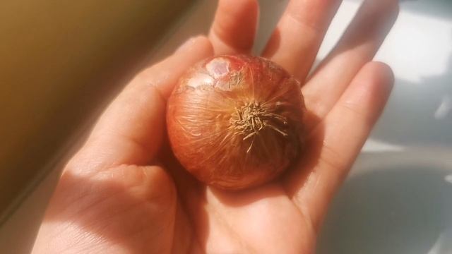 ONION FOR BUSINESS, LOVE, FOR HEALING AND FOR MONEY-APPLE PAGUIO7 смотреть онлайн