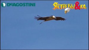 Deagostini  ЯСТРЕБЫ и КО БОРОДАЧ  Деагостини распаковка Liska Show