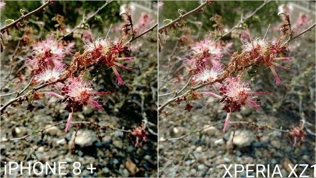 iPhone 8 plus vs sony xperia xz1 camera test смотреть онлайн