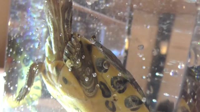 Atlantida ( my sweet turtle ) смотреть онлайн