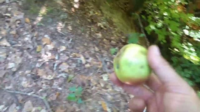Funny dog love to play with an Apple смотреть онлайн