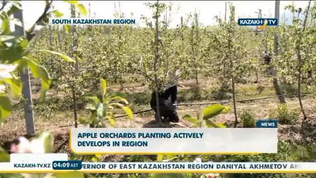 Apple orchards planting actively develops in South Kazakhstan - Kazakh TV смотреть онлайн